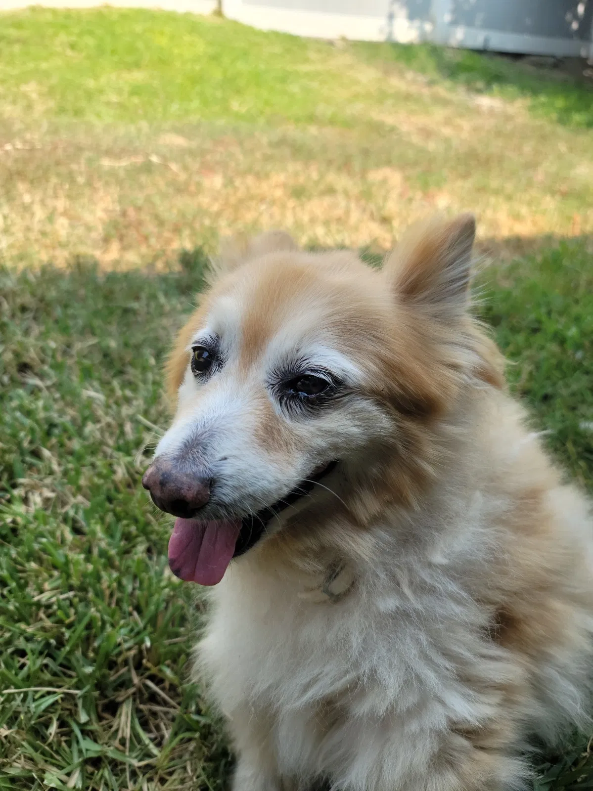 Lost dog in Fontana, CA, 92337