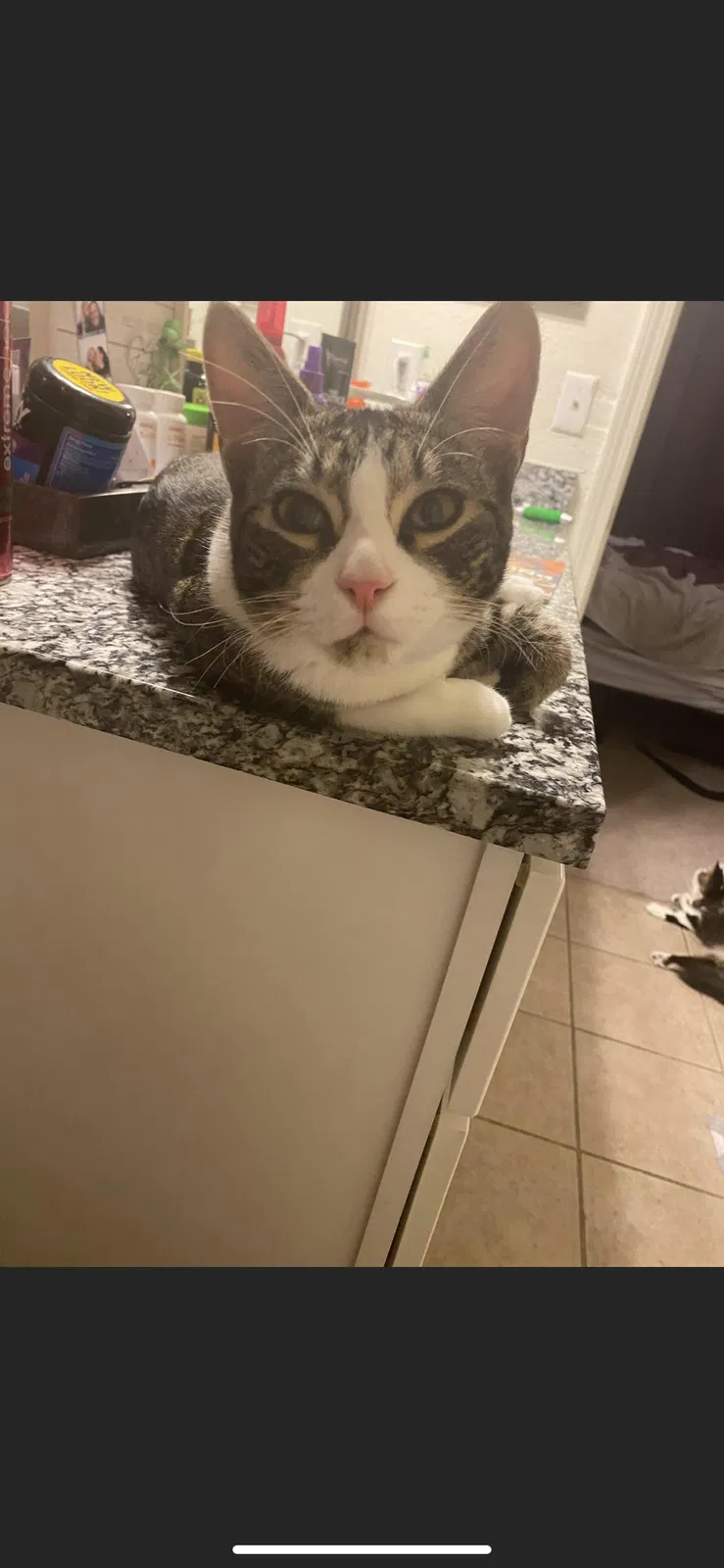 Lost cat in Ocala, FL, 34471