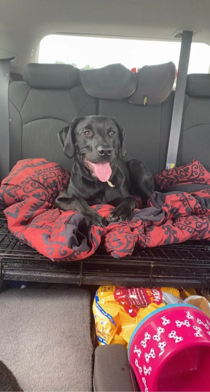 Lost dog in Saint Paul, MN, 55111