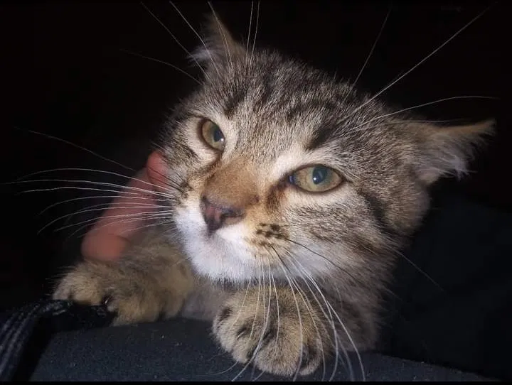Lost cat in Florissant, MO, 63031