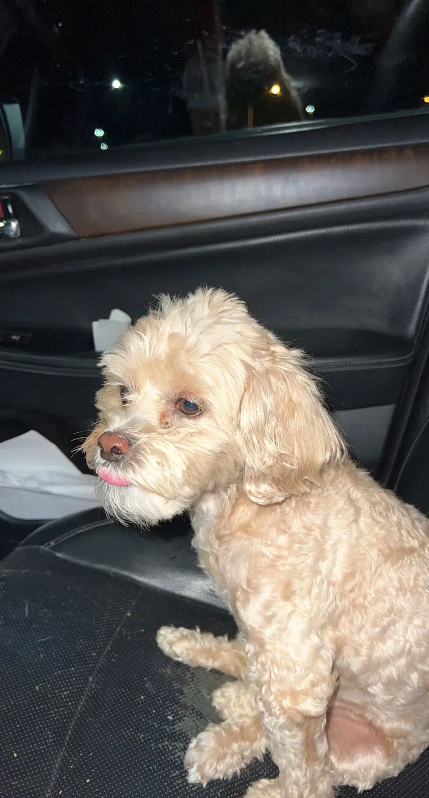 Lost dog in Holt, MO, 64048
