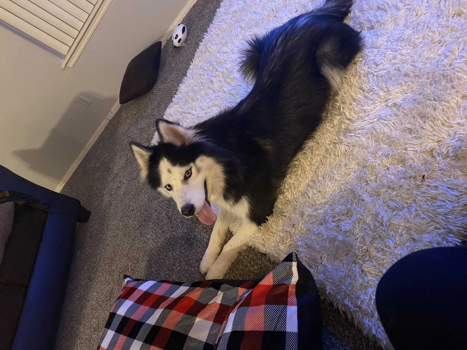 Lost dog in Tulsa, OK, 74135