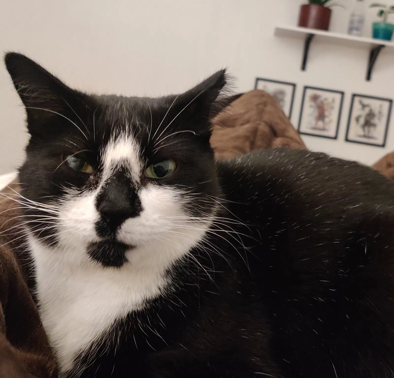 Lost cat in Salt Lake City, UT, 84104