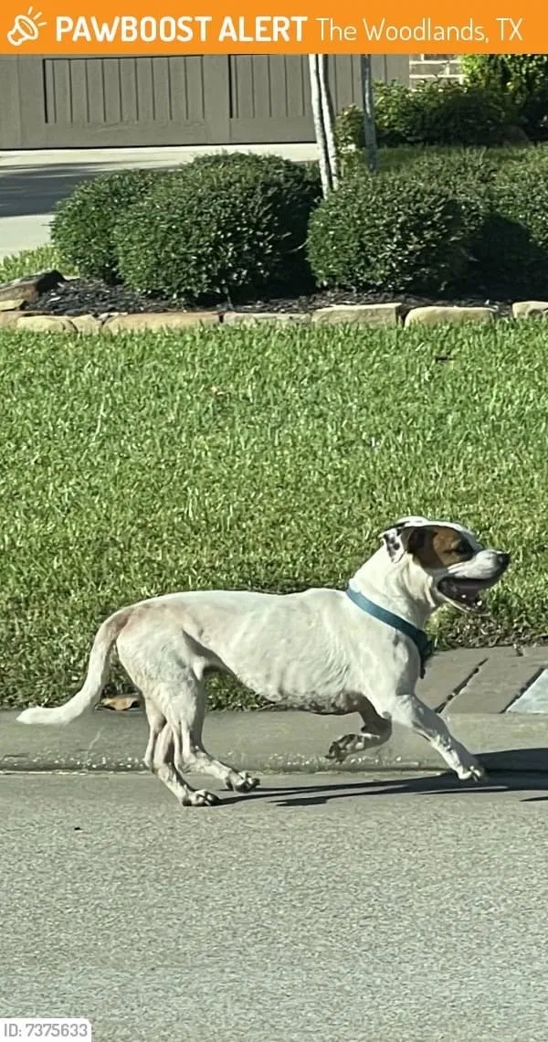 Lost dog in Spring, TX, 77381