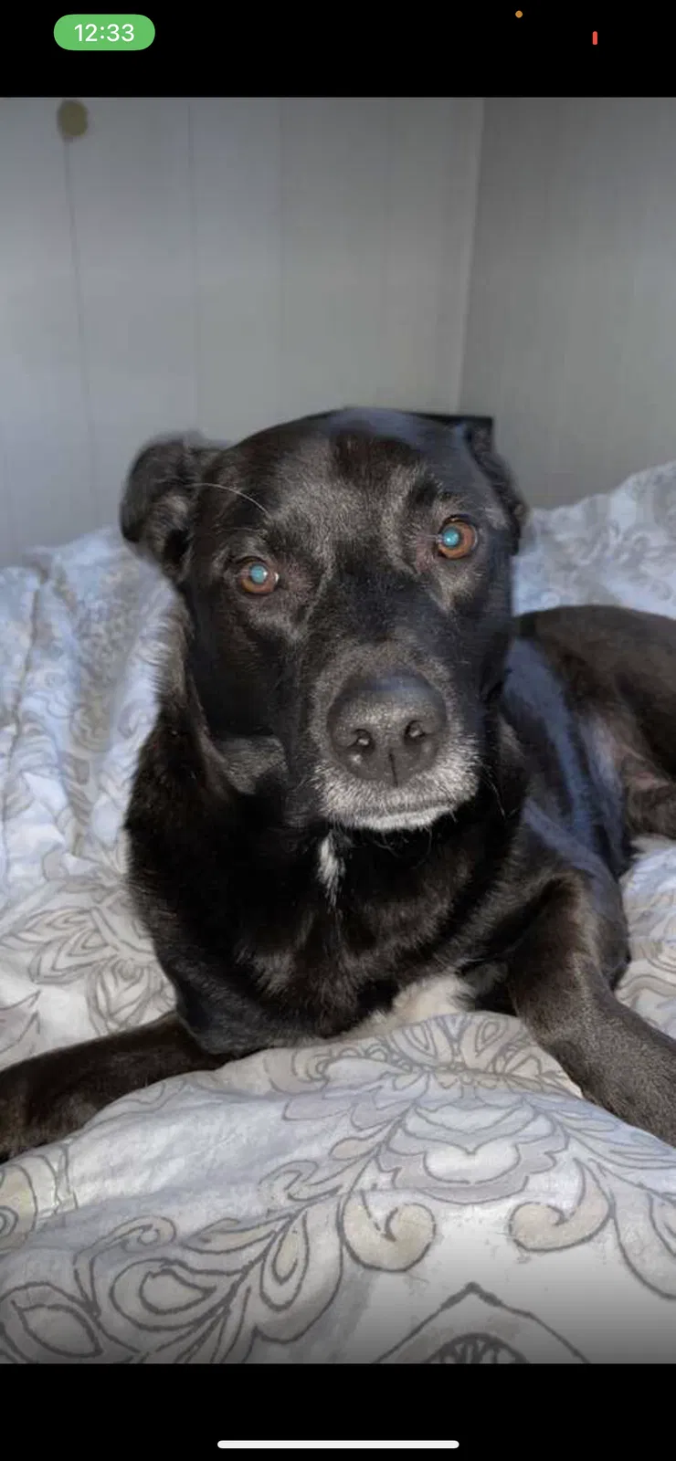 Lost dog in Indianapolis, IN, 46227
