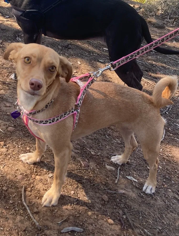 Lost dog in Sun City, CA, 92587