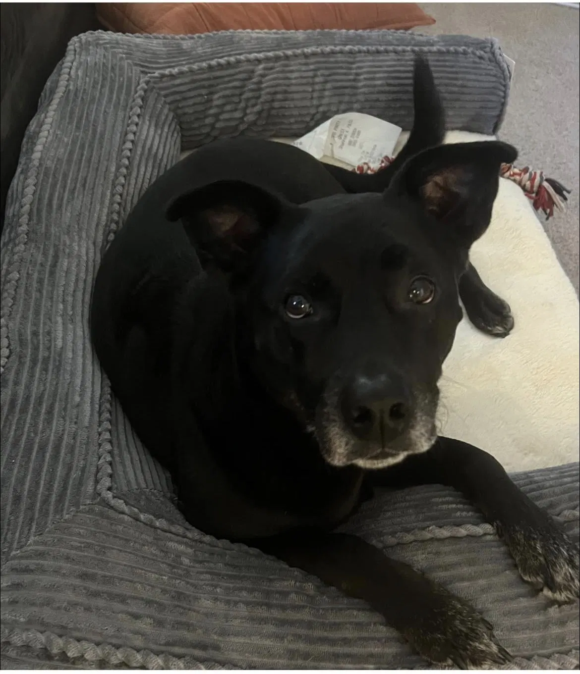 Lost dog in Charlotte, NC, 28215