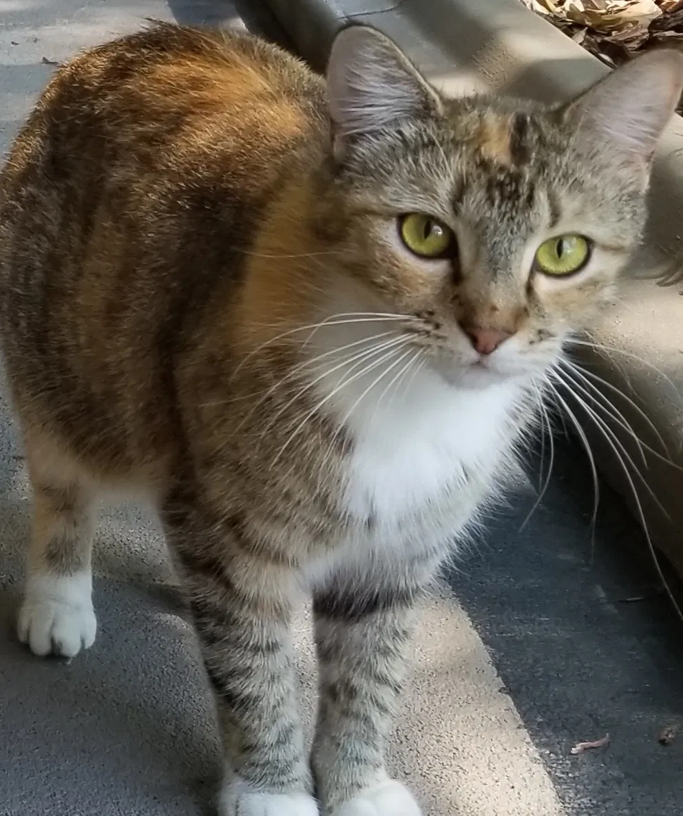 Lost cat in Edgewater, FL, 32141
