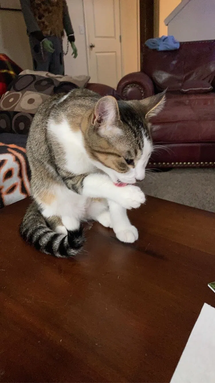 Lost cat in Camas, WA, 98607