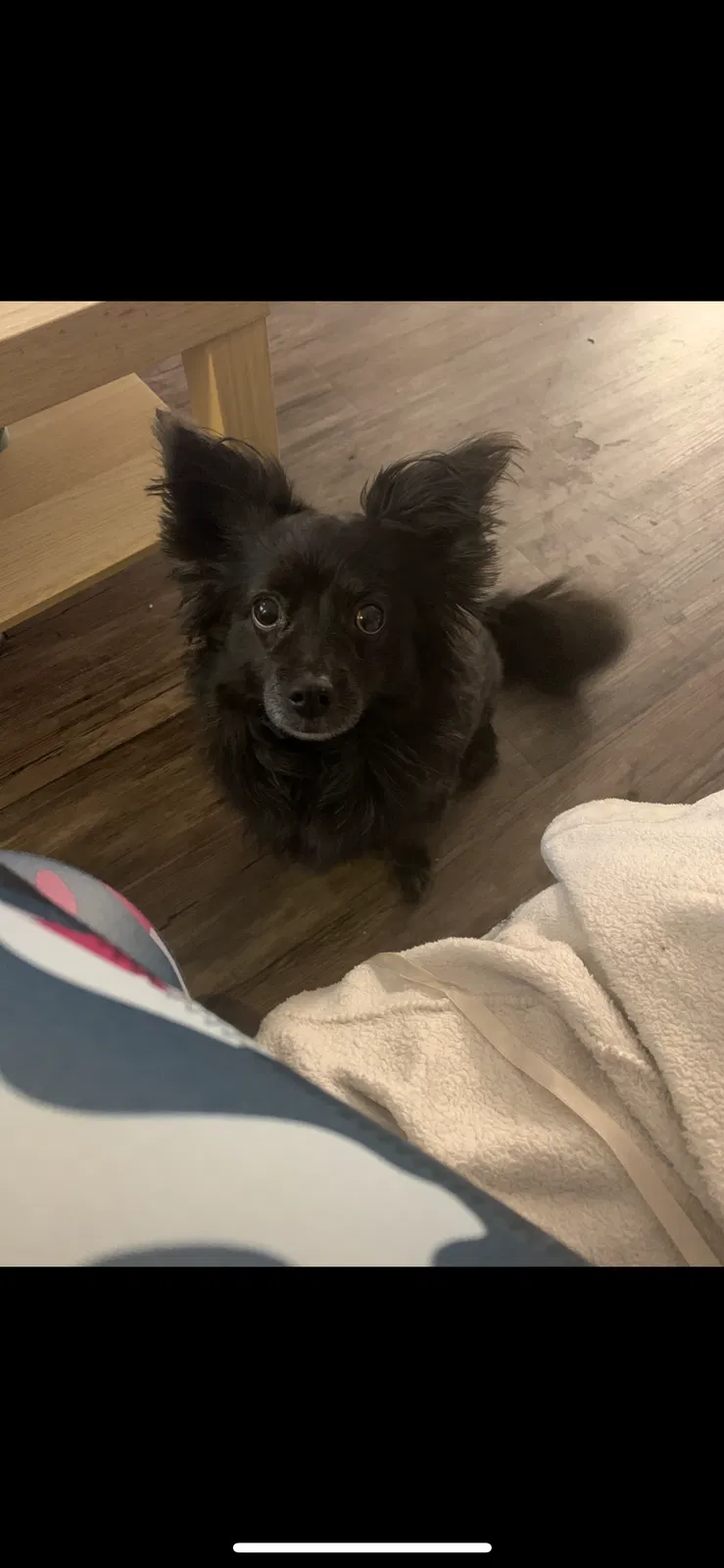 Lost dog in North Hollywood, CA, 91606