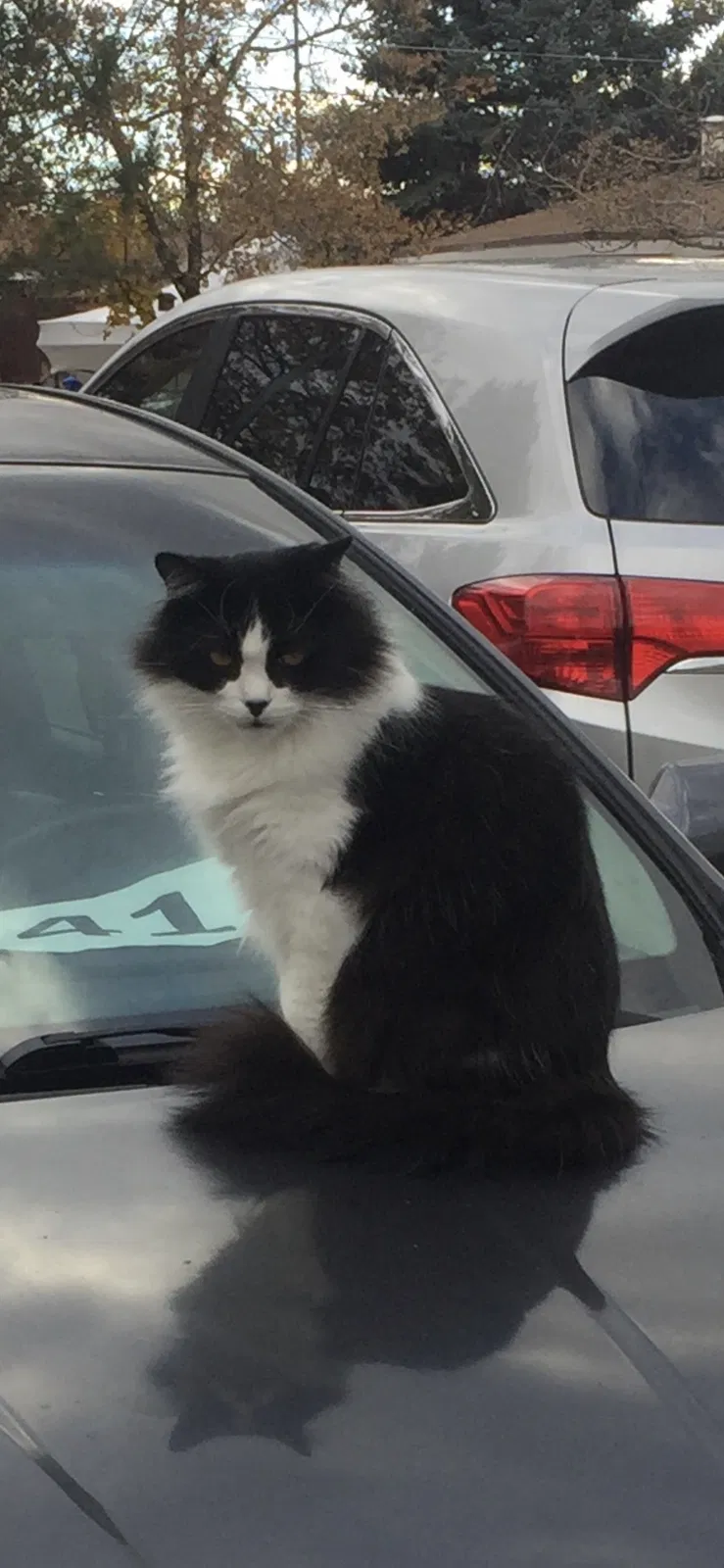 Lost cat in Sandy, UT, 84093