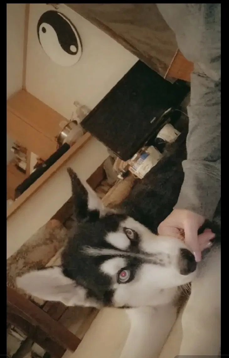 Lost dog in Speedwell, TN, 37870