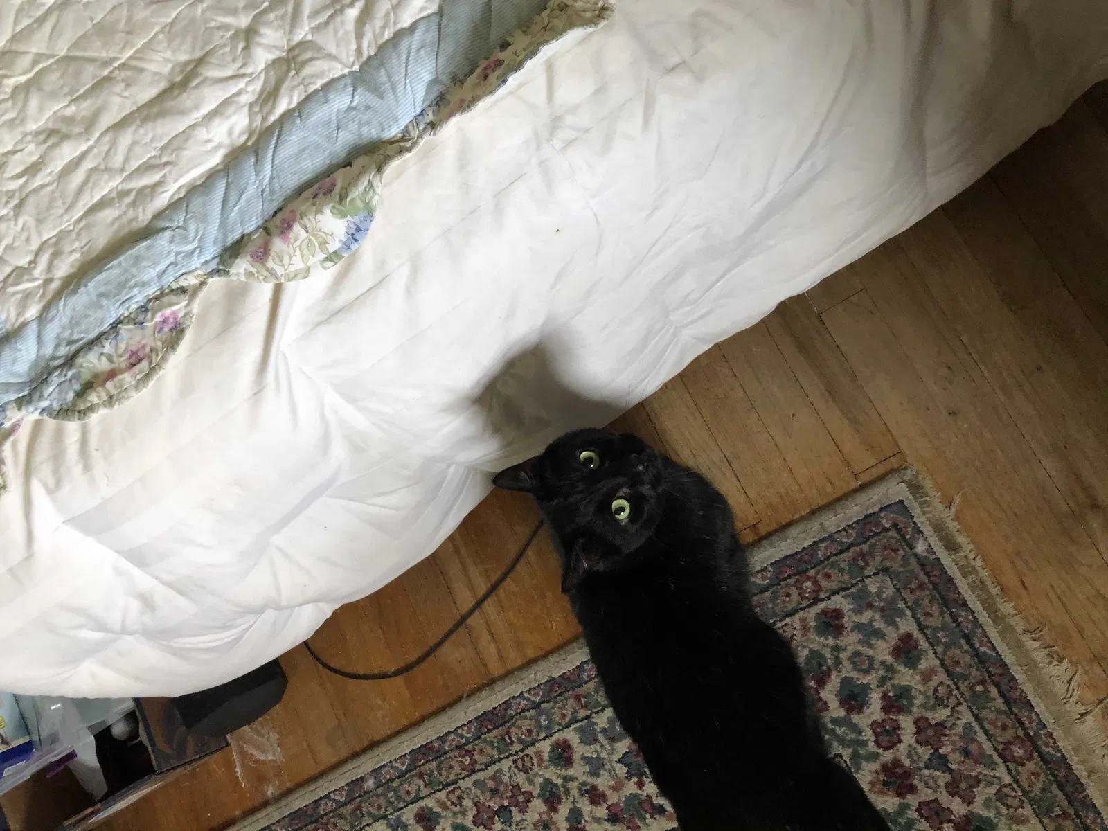Lost cat in Bloomfield, NJ, 7003
