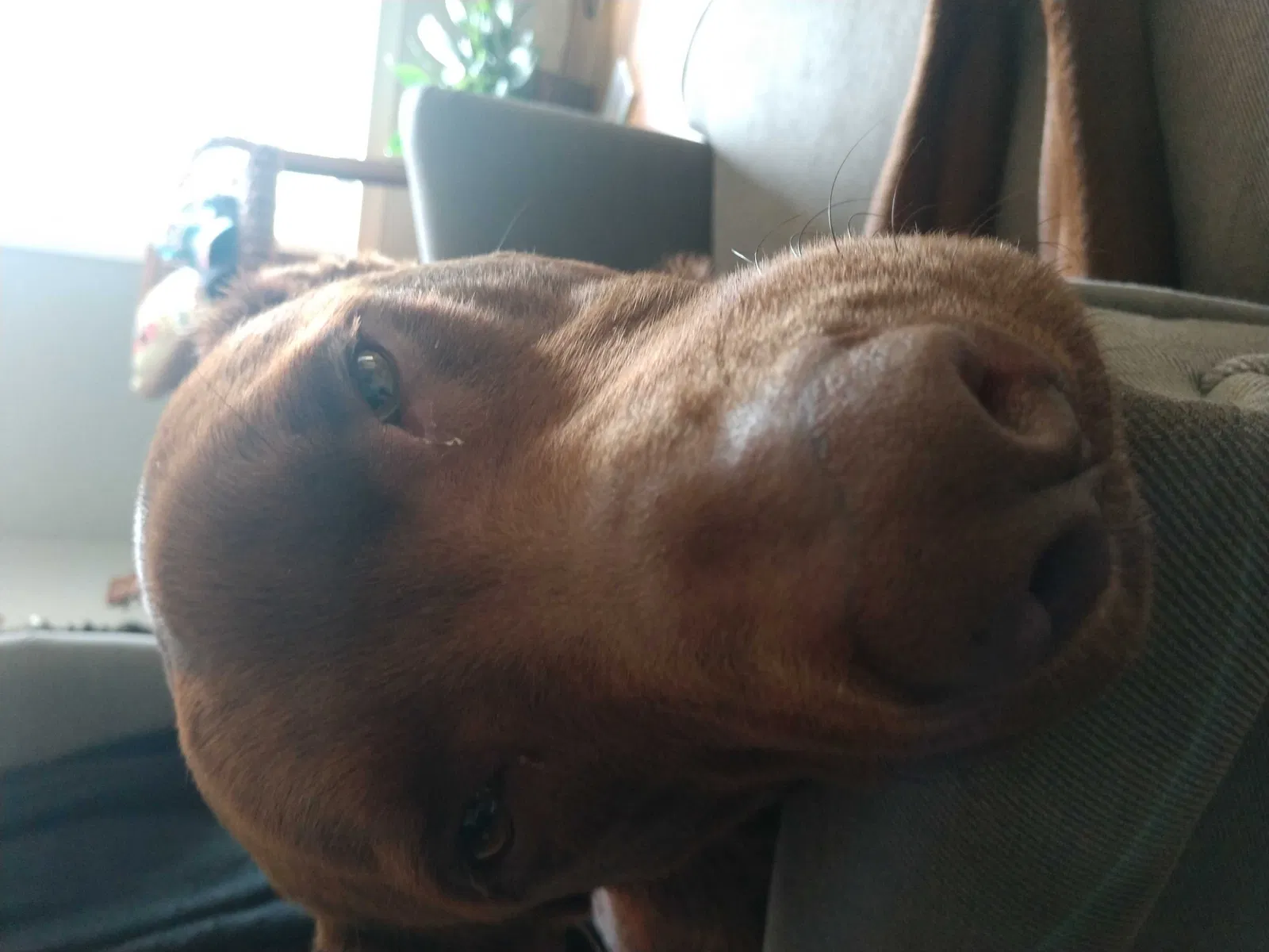 Lost dog in Concord, NC, 28027