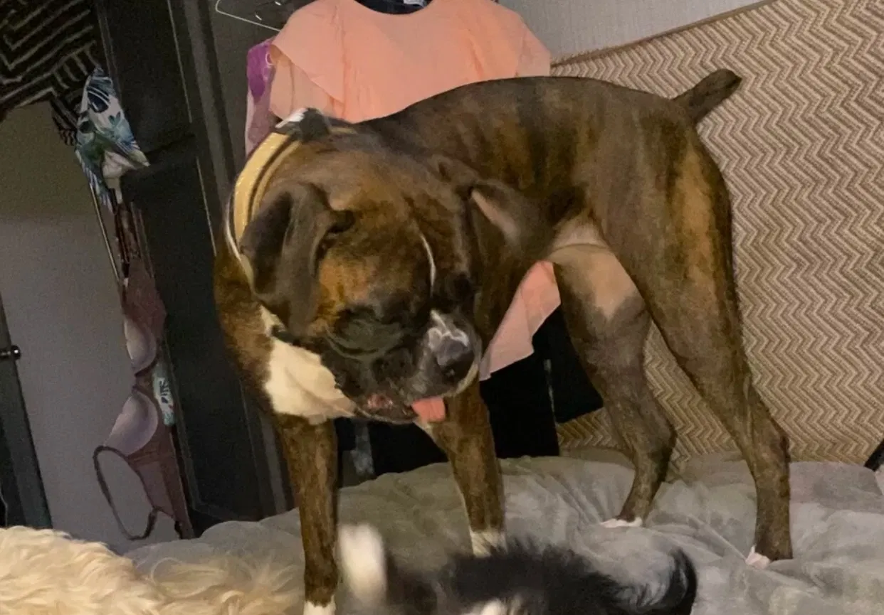 Missing Dog