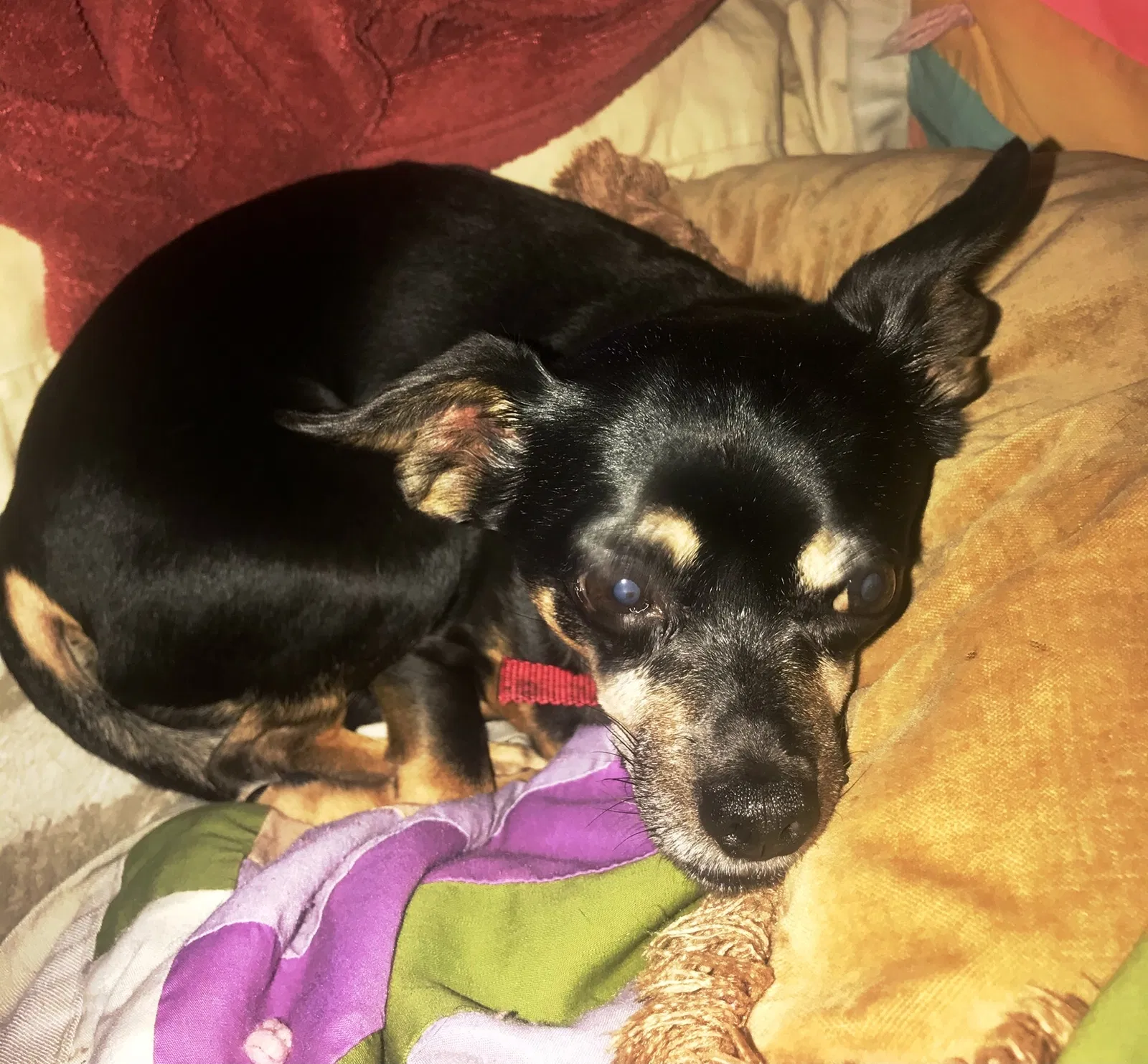 Lost dog in New Castle, PA, 16101