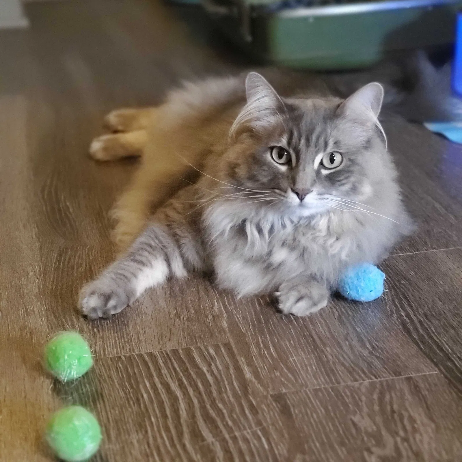 Lost cat in Houston, TX, 77007