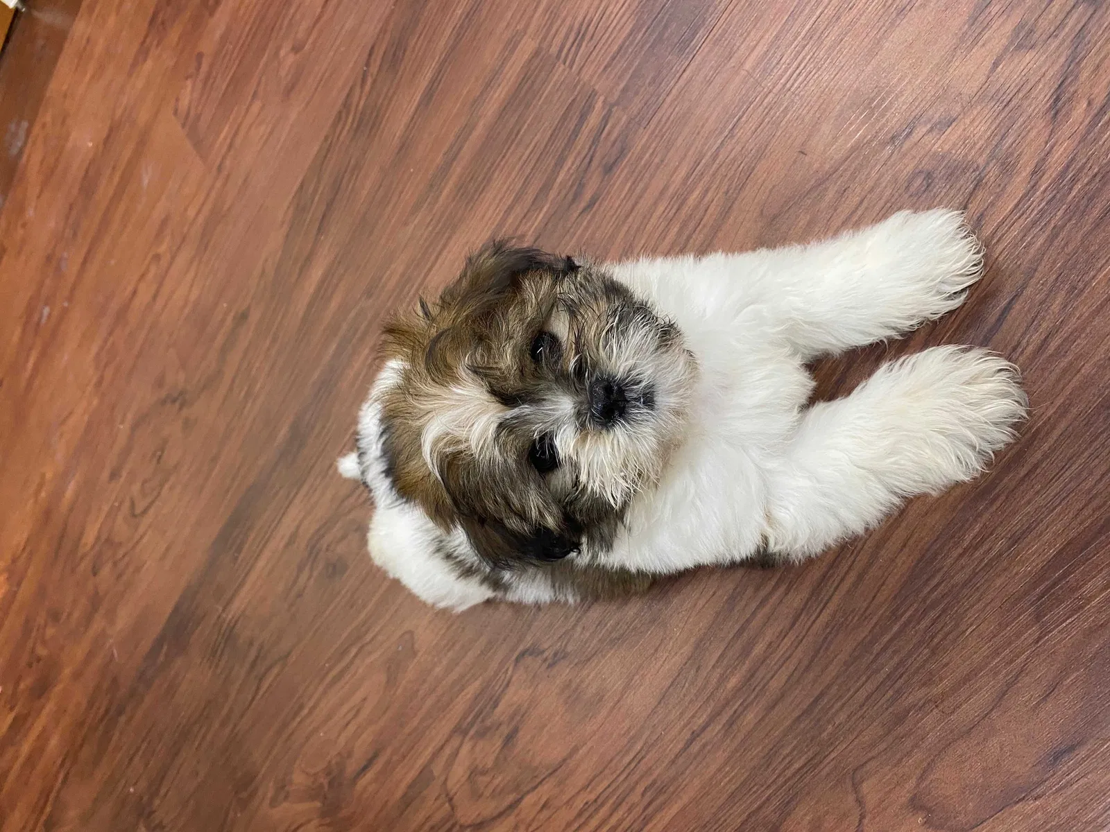 Lost dog in Dallas, TX, 75234