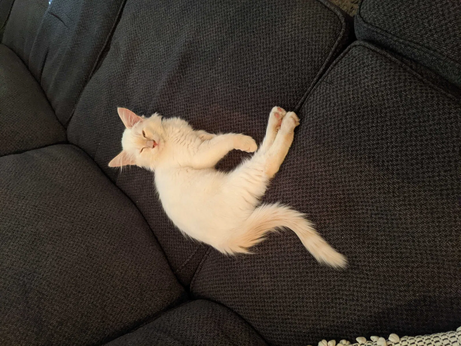 Lost cat in Lancaster, CA, 93534