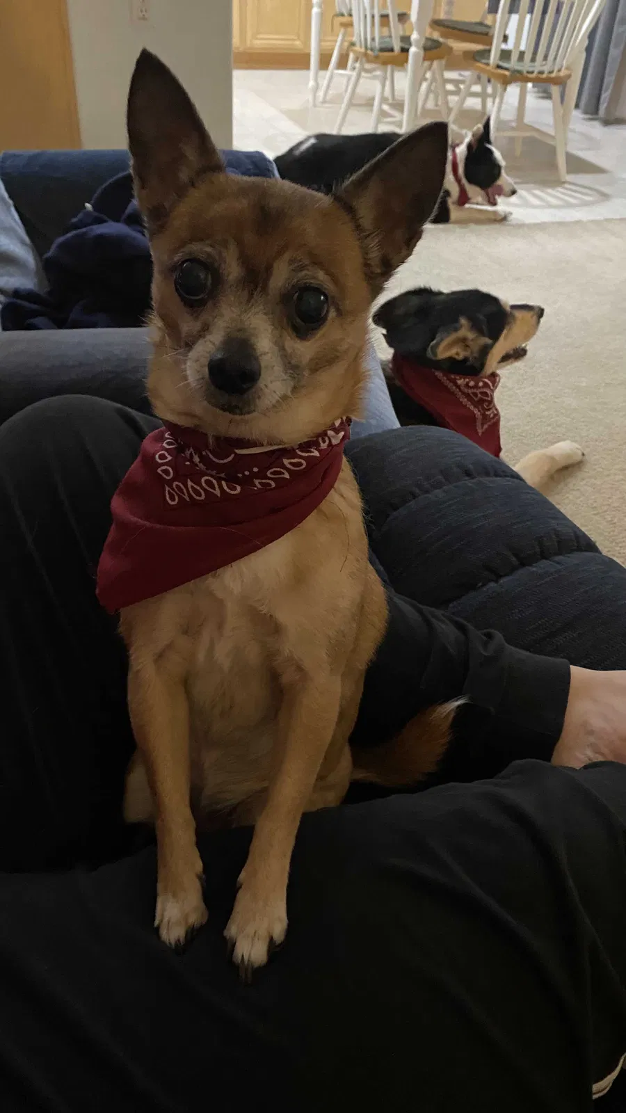 Lost dog in Corona, CA, 92880