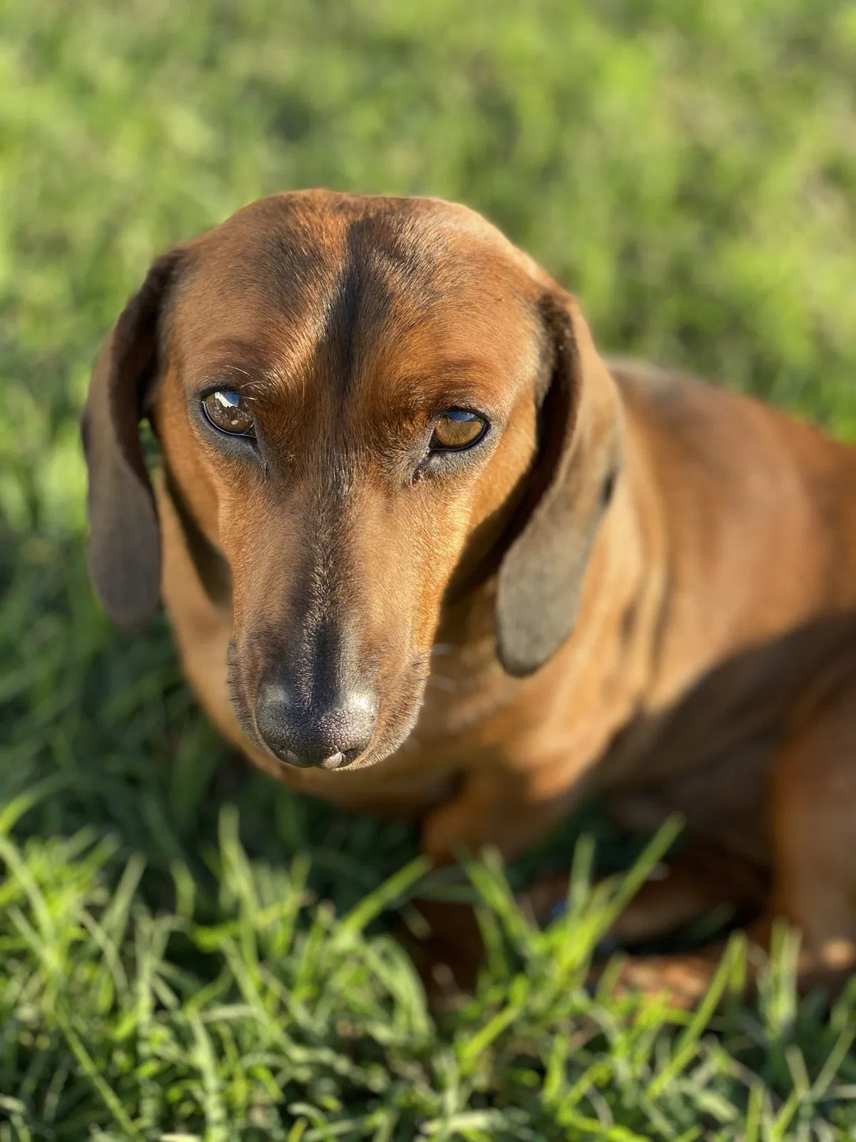 Lost dog in Tulsa, OK, 74110