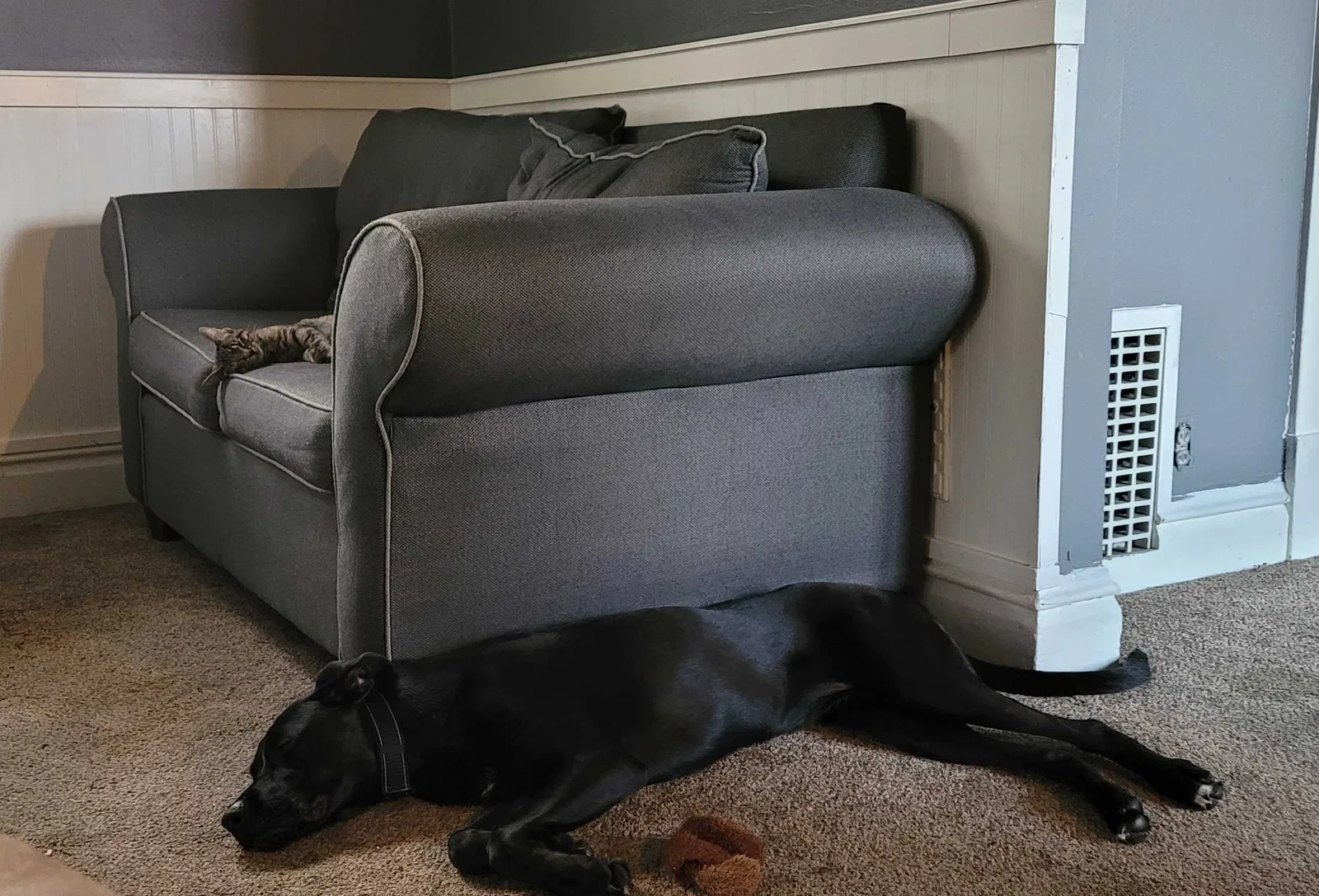Lost dog in O Fallon, IL, 62269