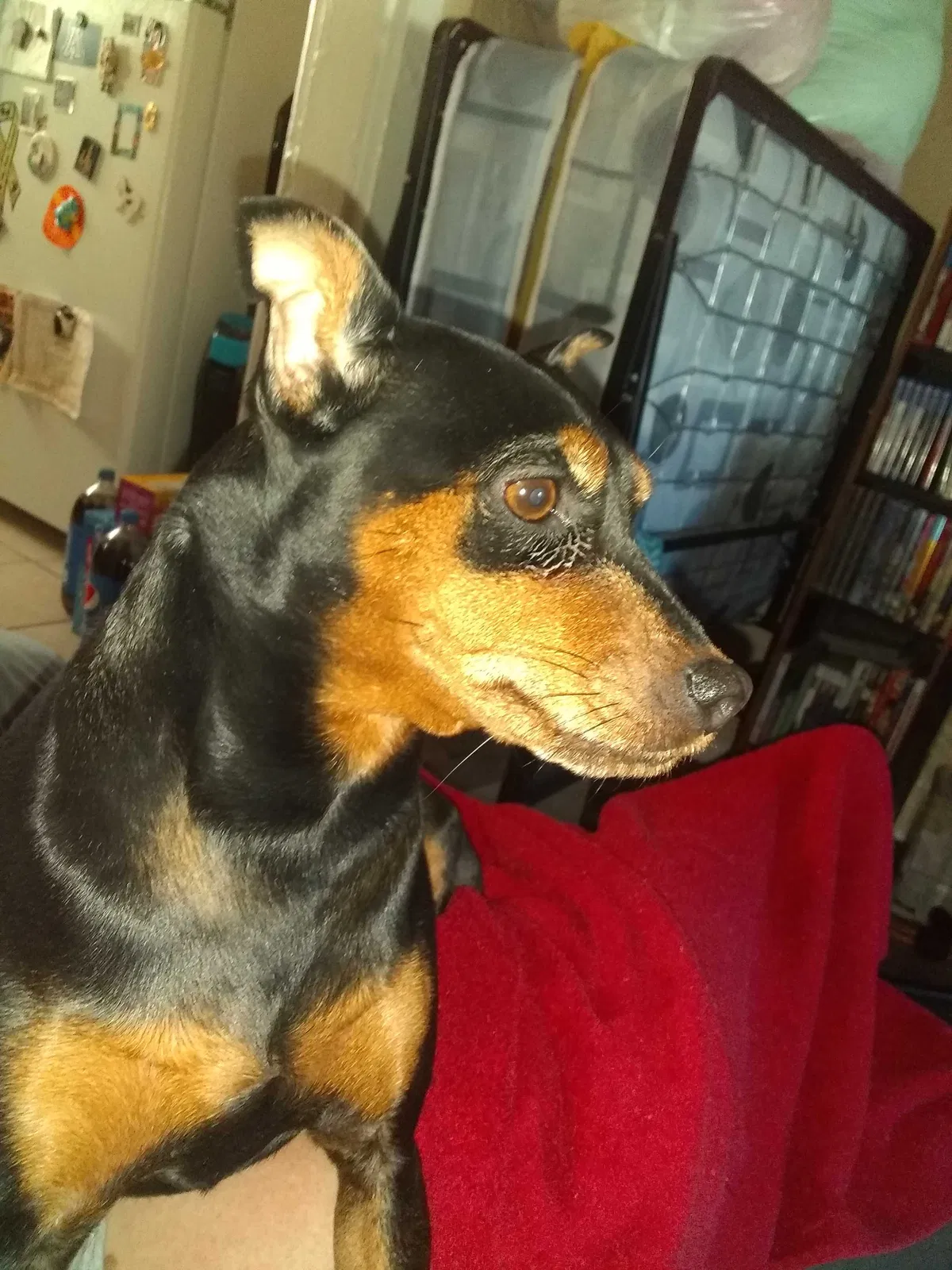 Found dog in Colorado Springs, CO, 80909