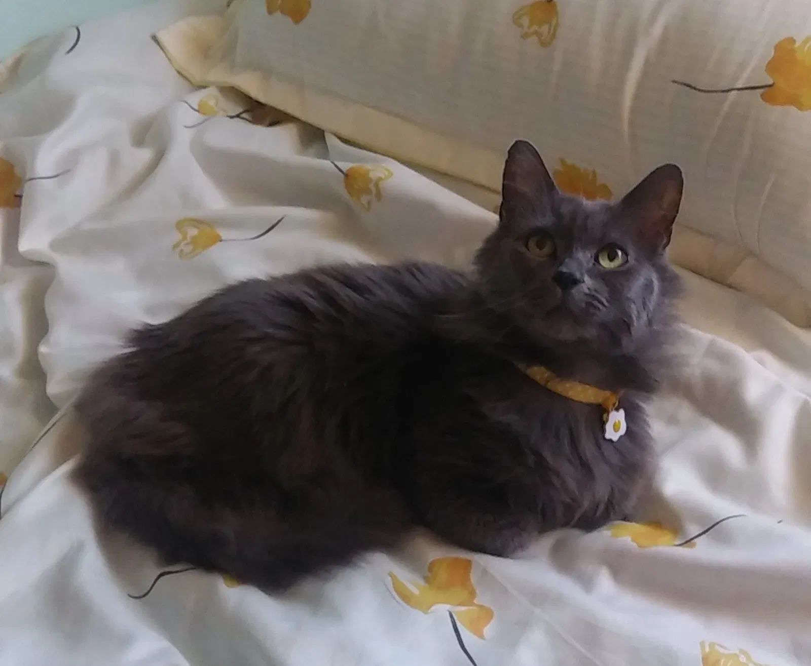Lost cat in Huntington Beach, CA, 92647