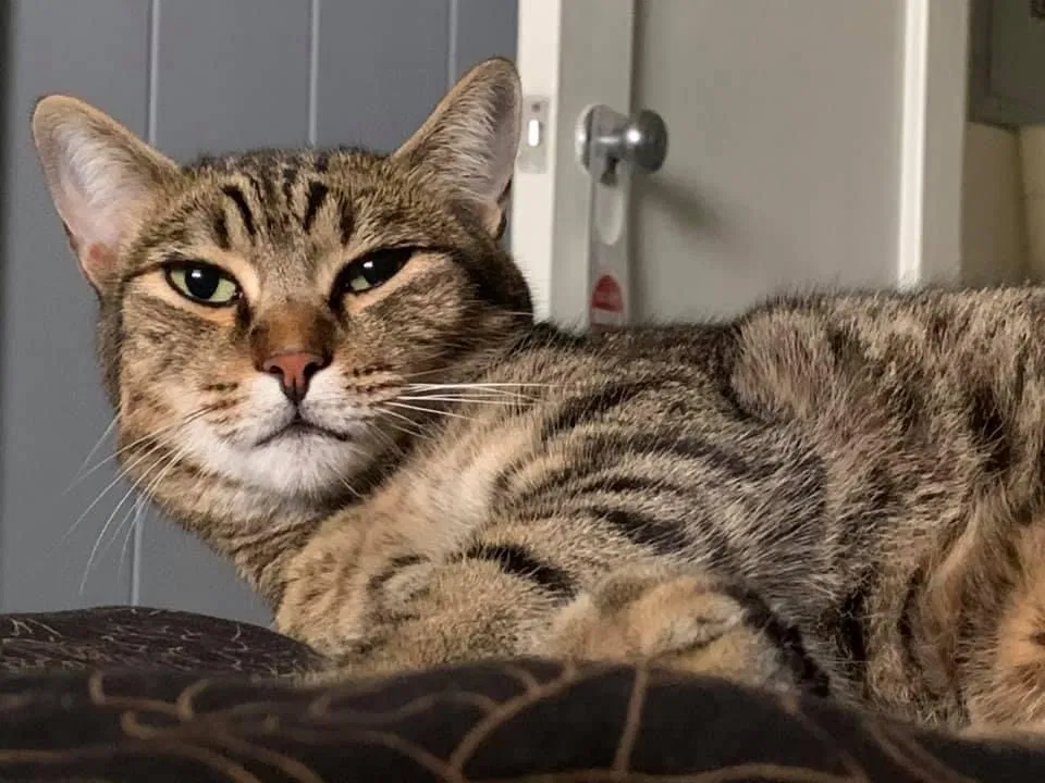 Missing Cat