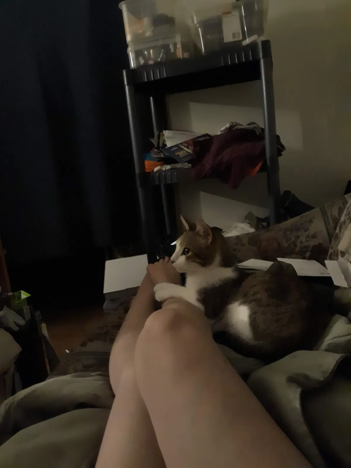 Lost cat in Oshkosh, WI, 54901