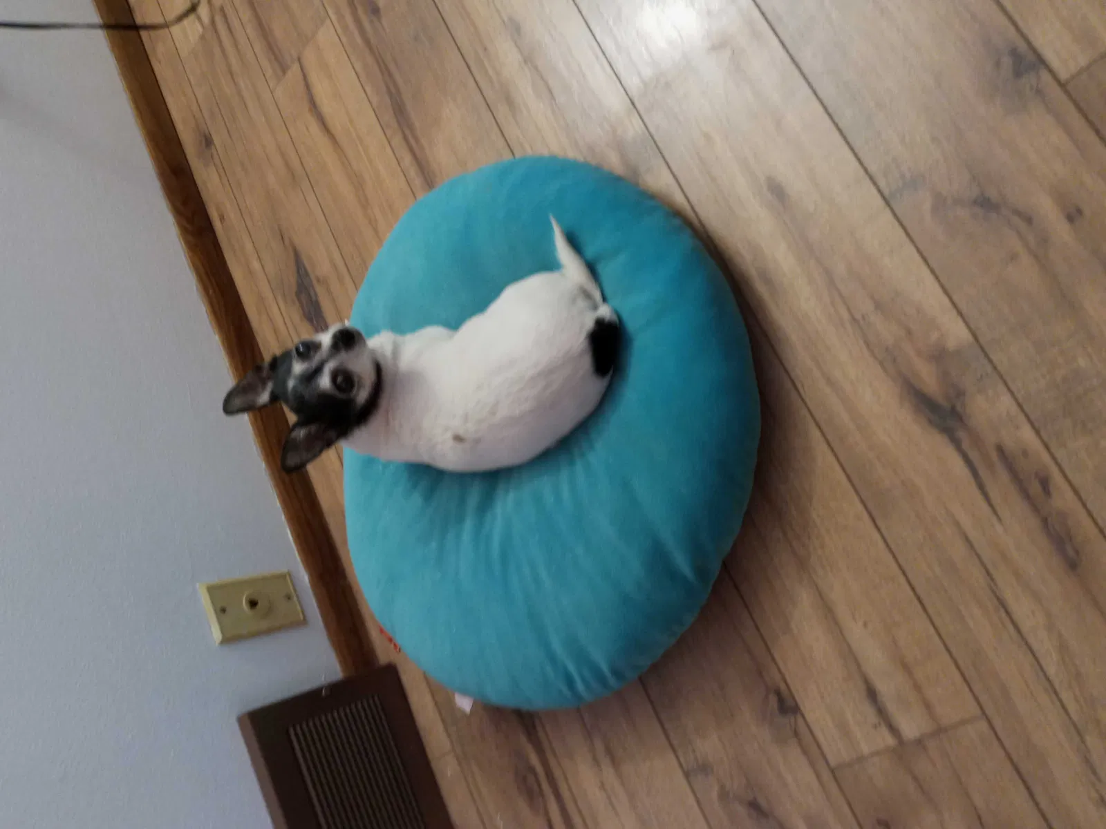 Lost dog in Milwaukee, WI, 53214