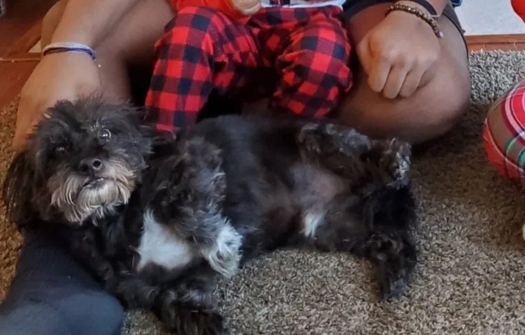 Lost dog in San Diego, CA, 92154