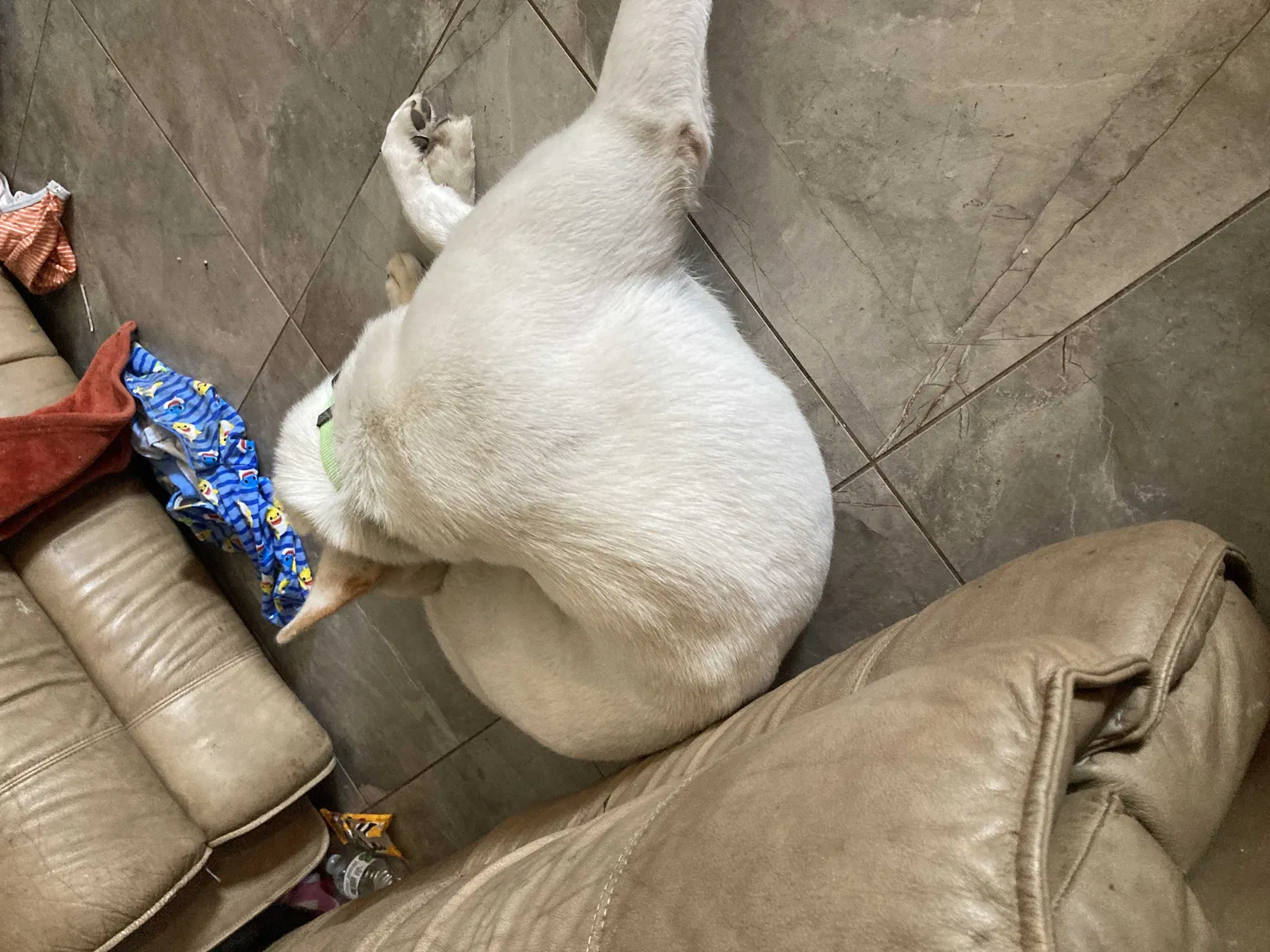 Found dog in Chandler, AZ, 85225