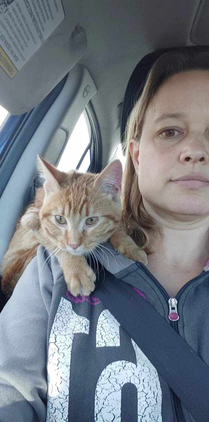Found cat in Anoka, MN, 55303