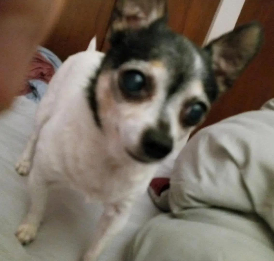 Lost dog in Milwaukee, WI, 53227