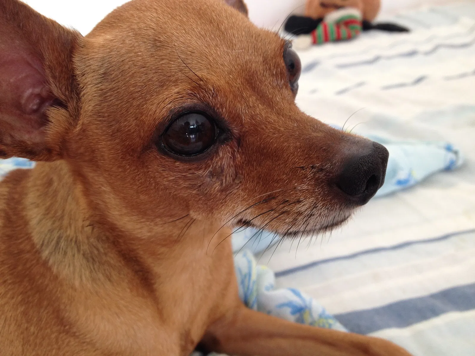 Lost dog in Paintsville, KY, 41240
