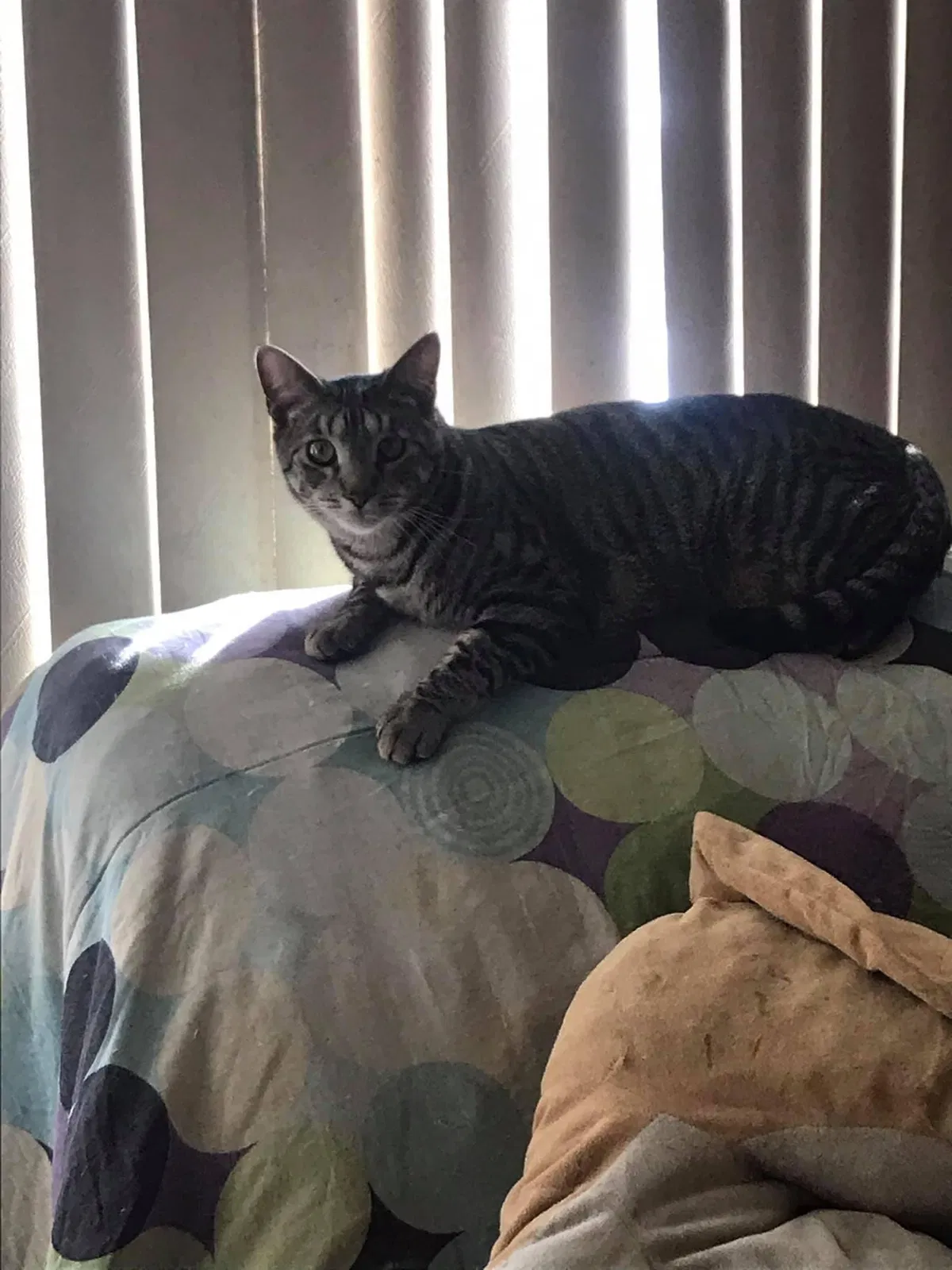 Lost cat in Franklin, NJ, 7416