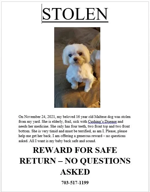 Lost dog in Manassas, VA, 20111