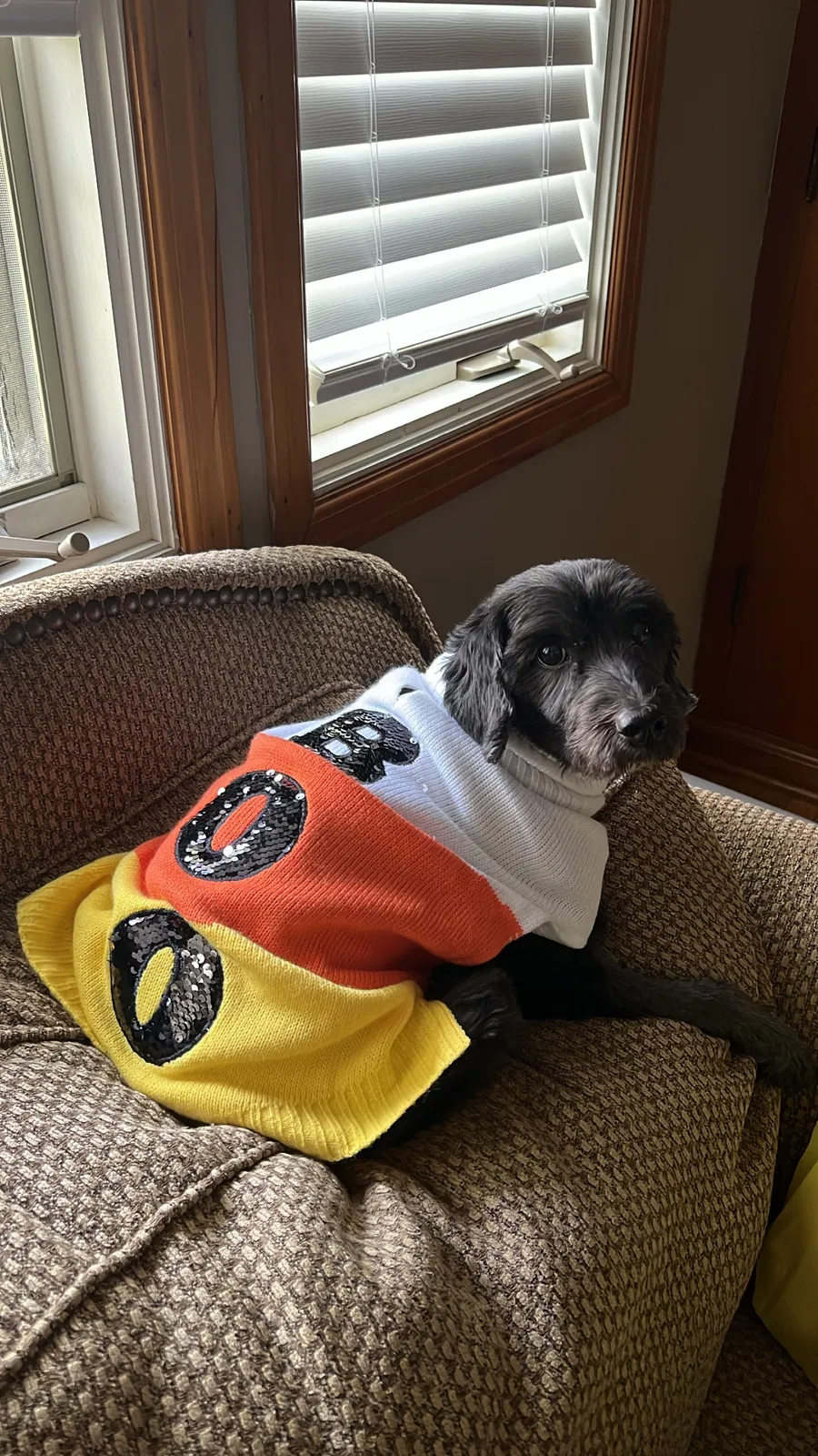 Lost dog in Jamestown, NC, 27282