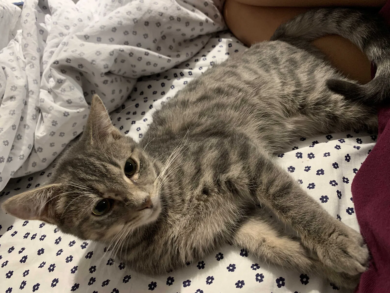 Lost cat in New Windsor, NY, 12553