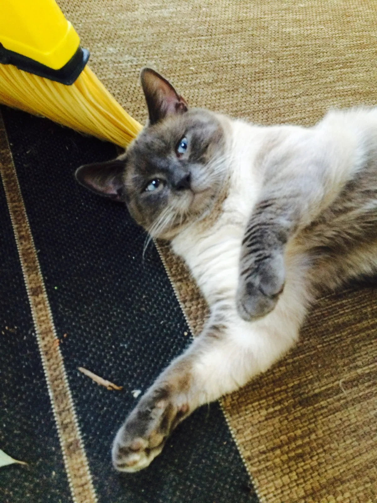 Lost cat in Pensacola, FL, 32506