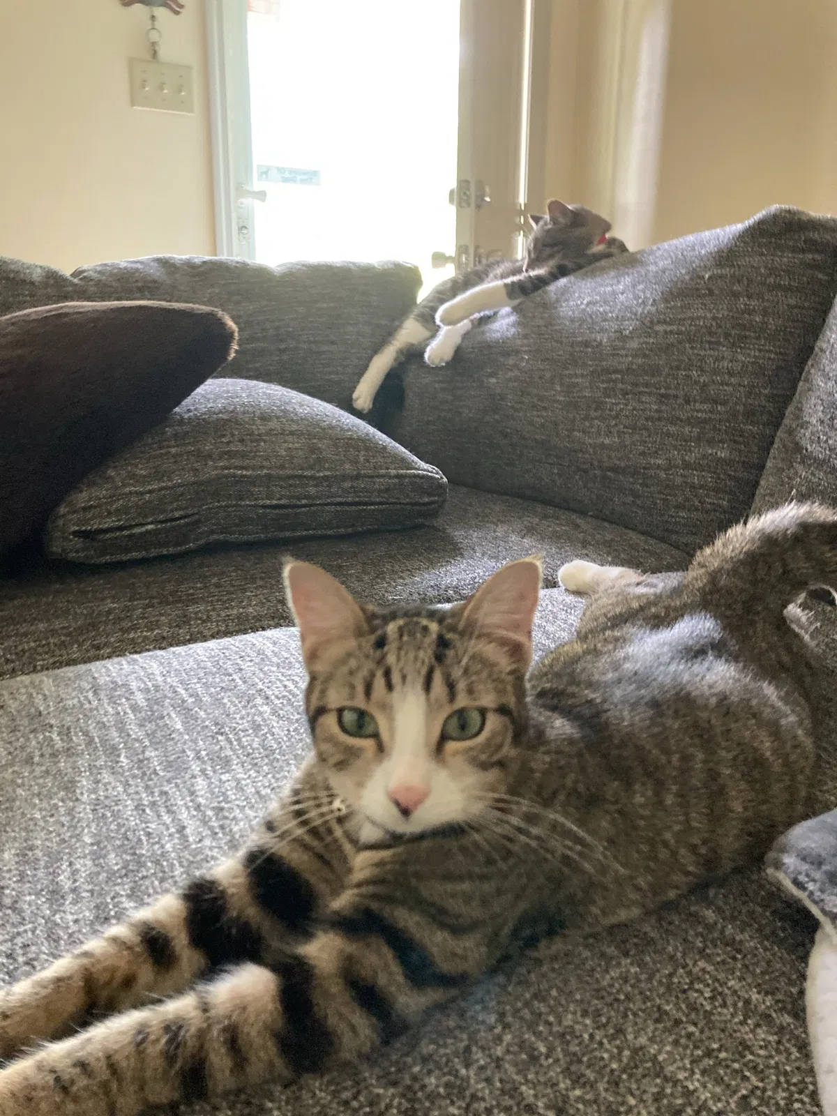 Lost cat in Knoxville, TN, 37931