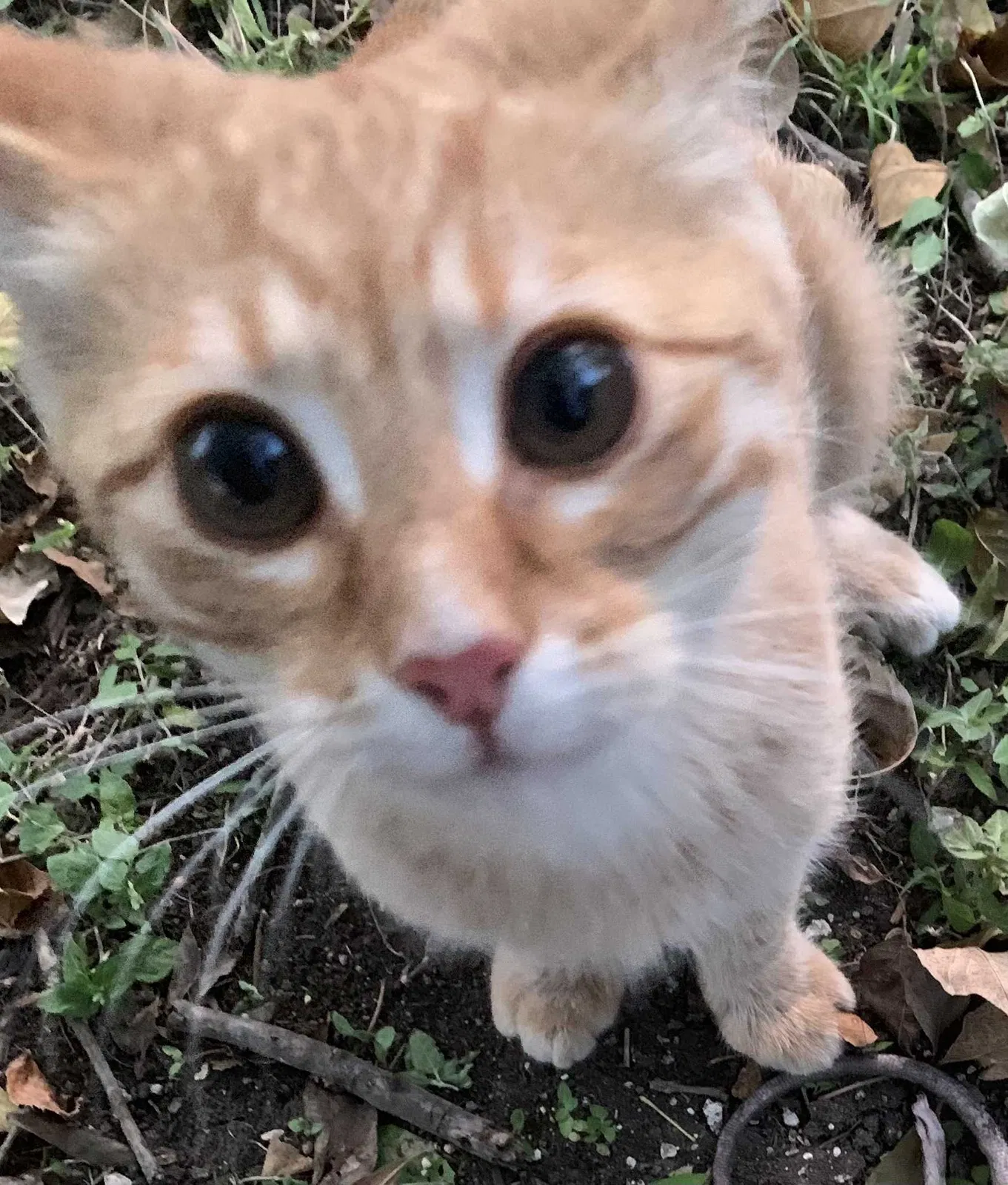 Lost cat in Killeen, TX, 76543