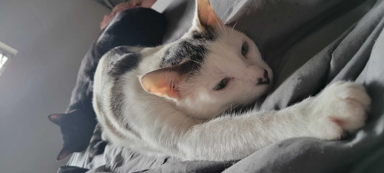 Lost cat in Gainesville, FL, 32601