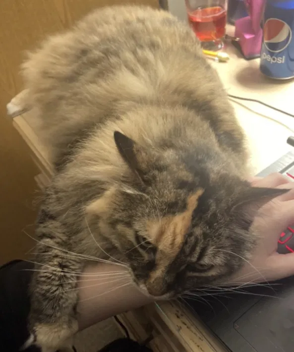 Lost cat in Junction City, OH, 43748