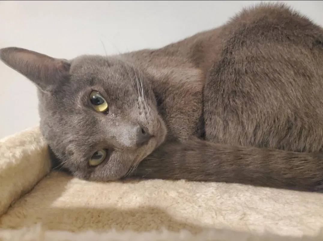 Lost cat in Lorton, VA, 22079