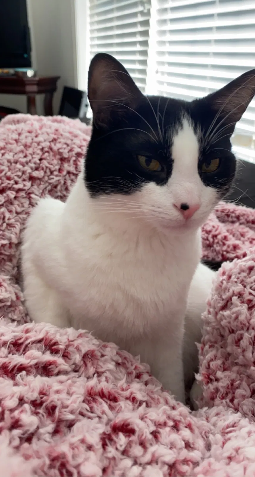 Lost cat in Mount Pleasant, SC, 29466