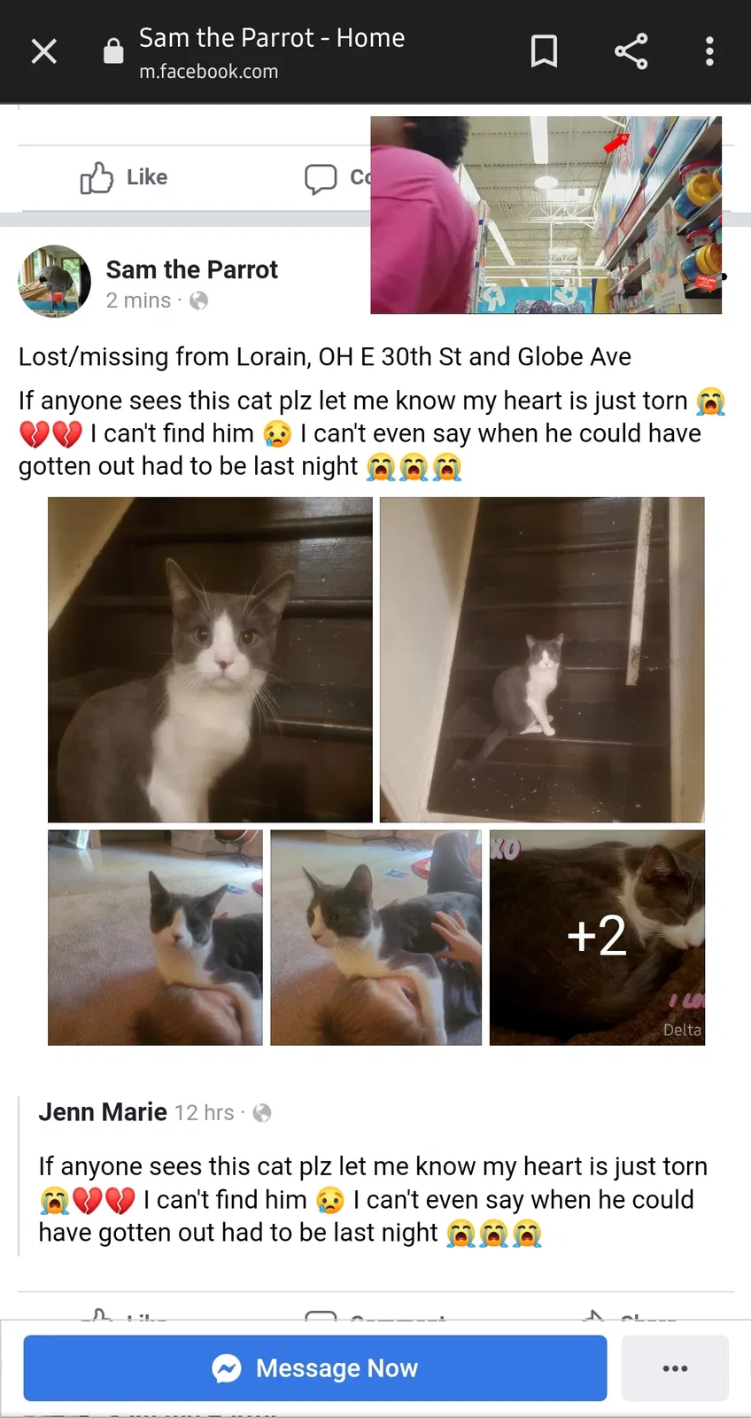 Lost cat in Lorain, OH, 44055
