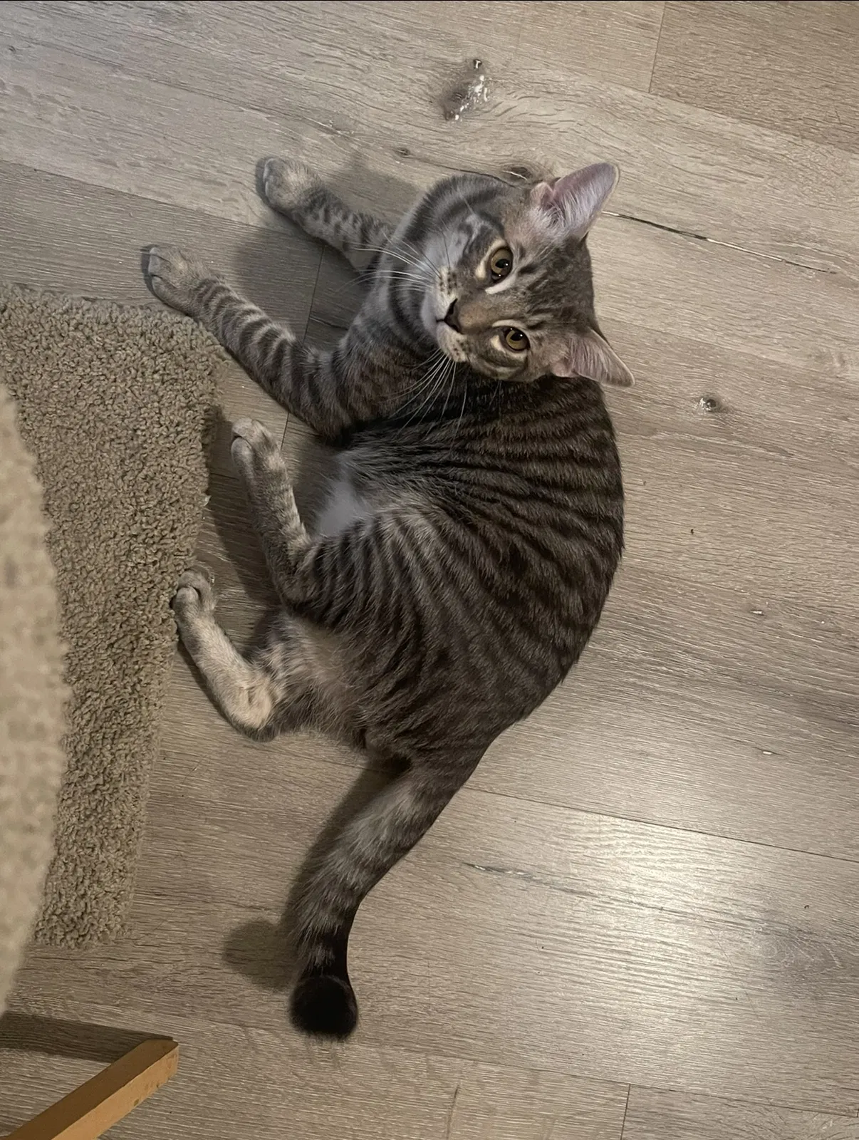 Lost cat in Roseville, CA, 95678