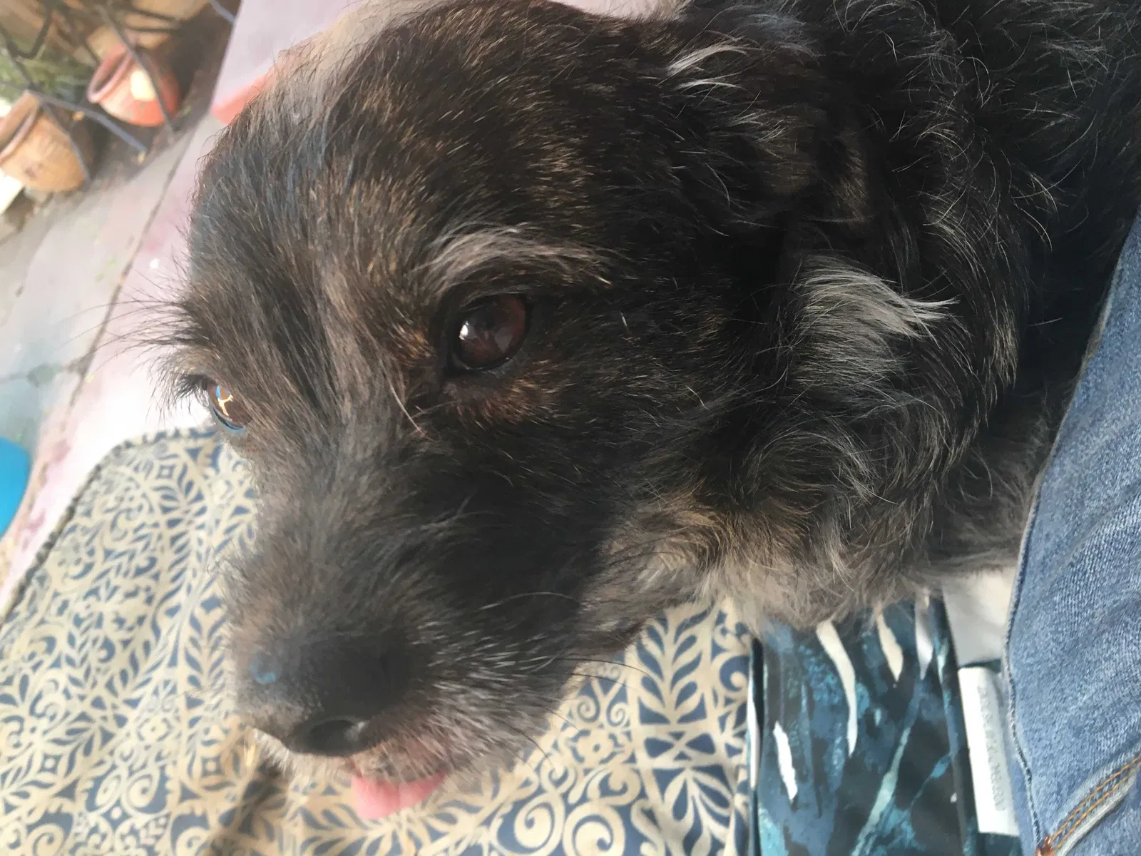 Lost dog in San Bernardino, CA, 92405